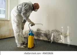 Why You Should Choose Our Mold Remediation Services in Raymond, IL